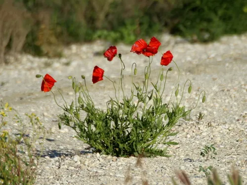 Klatschmohn