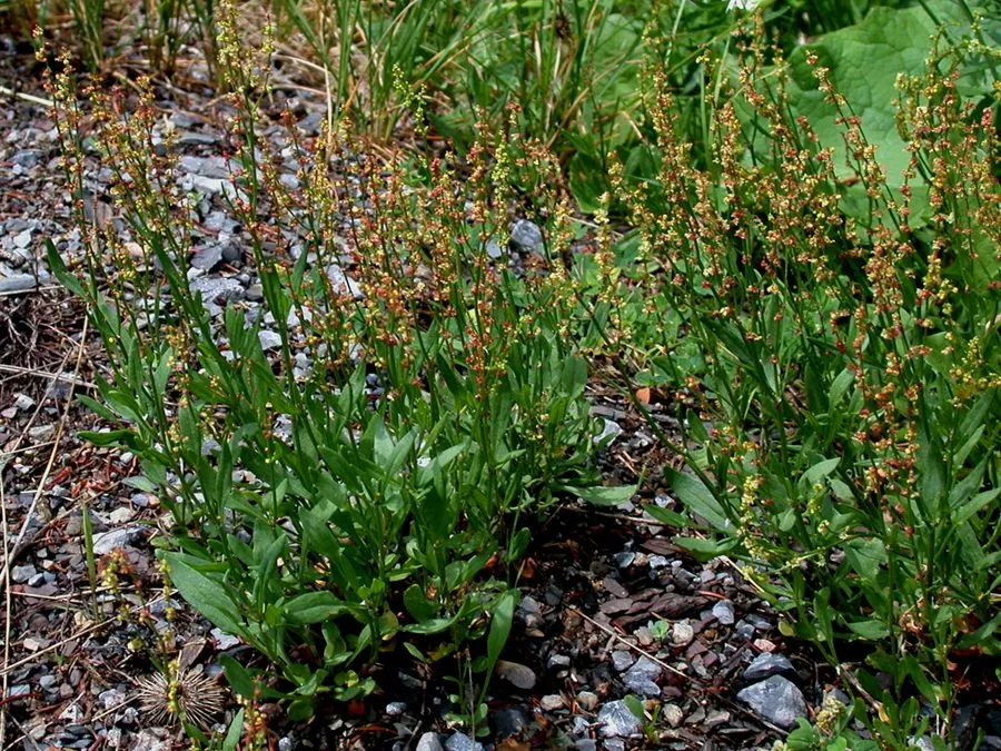 Kleiner Sauerampfer