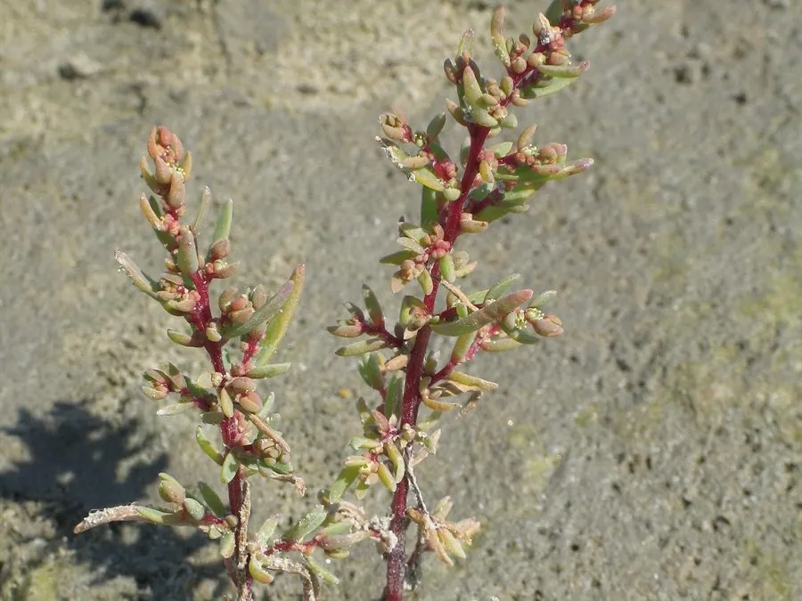 Strand-Salzmelde