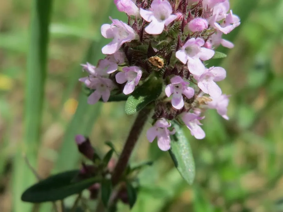 Sand-Thymian