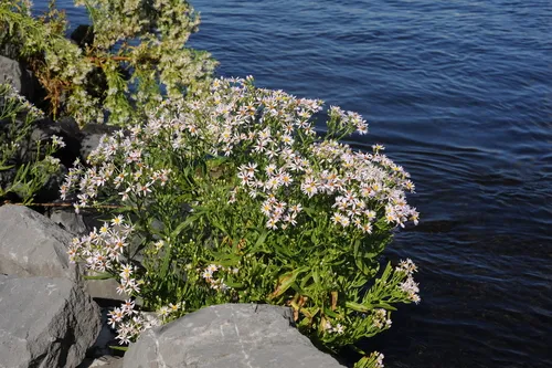 Strand-Aster