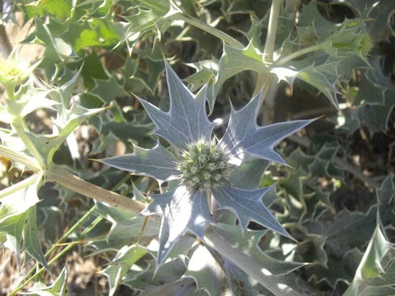 Stranddistel