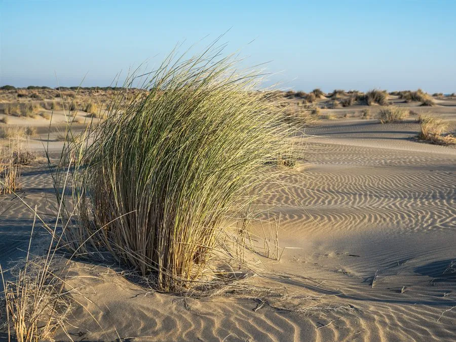 Gewöhnlicher Strandhafer