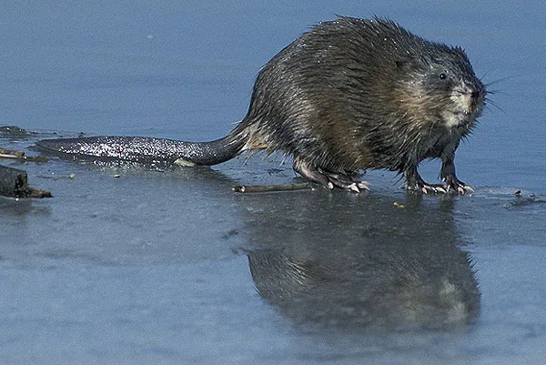 Bisamratte