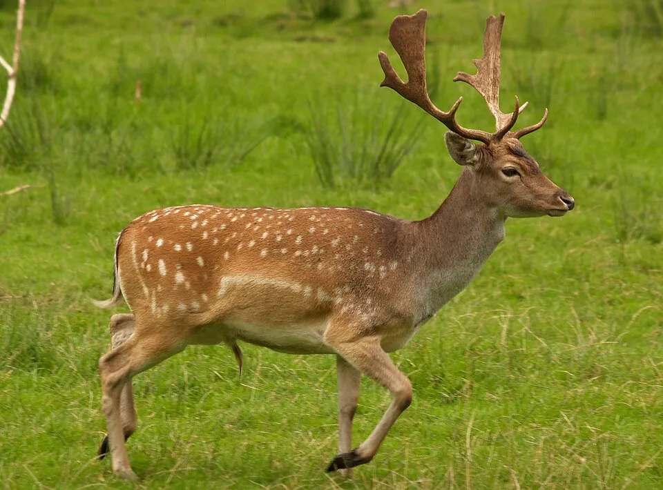 Damhirsch