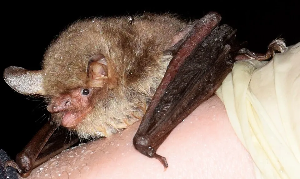 Fransenfledermaus