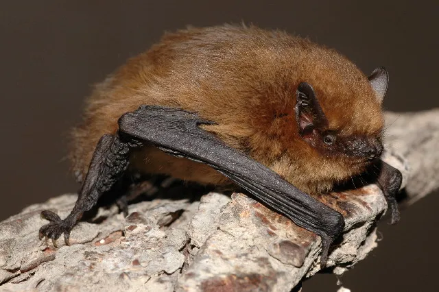 Mückenfledermaus