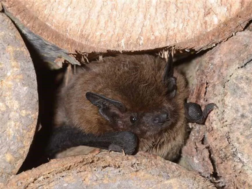 Rauhautfledermaus