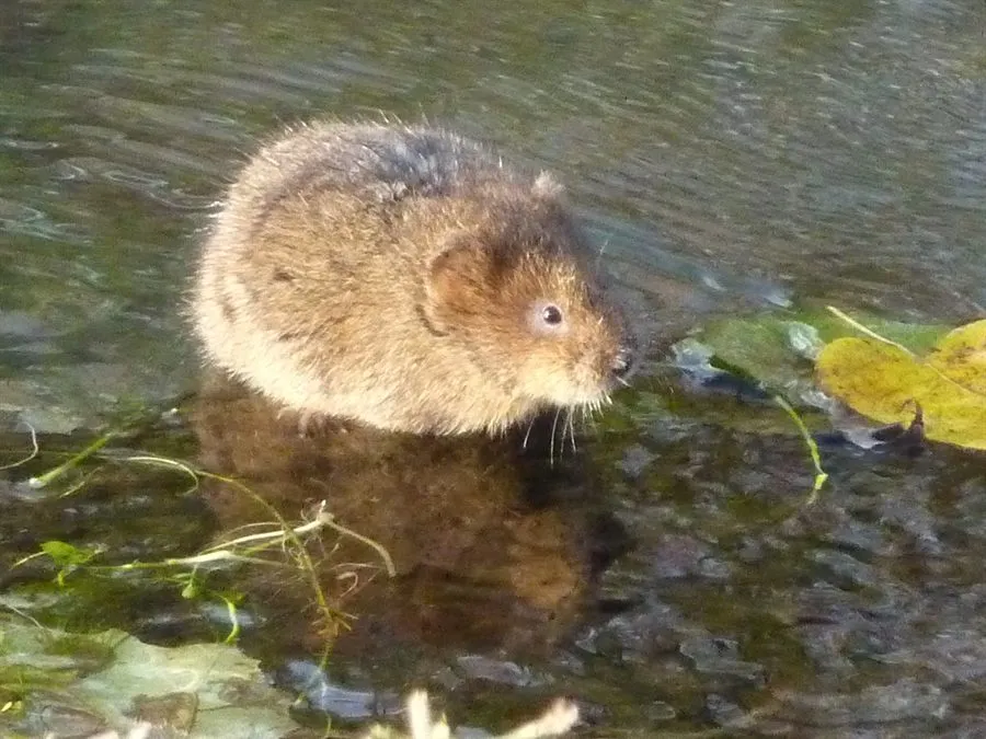 Schermaus