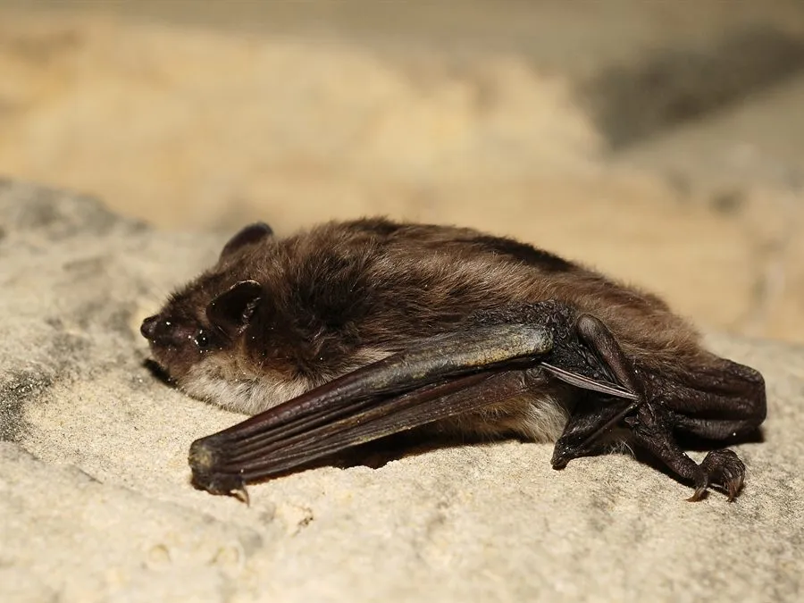 Teichfledermaus