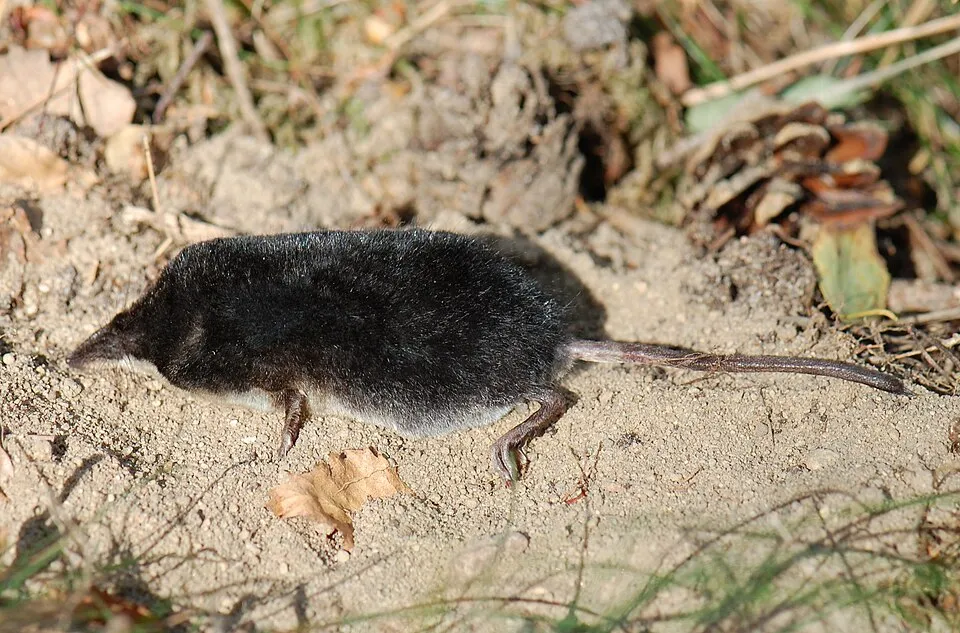 Wasserspitzmaus