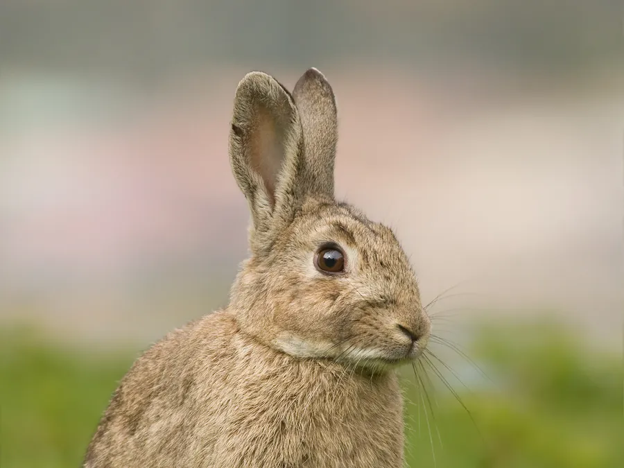 Wildkaninchen