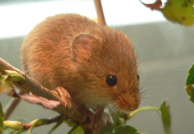 Zwergmaus