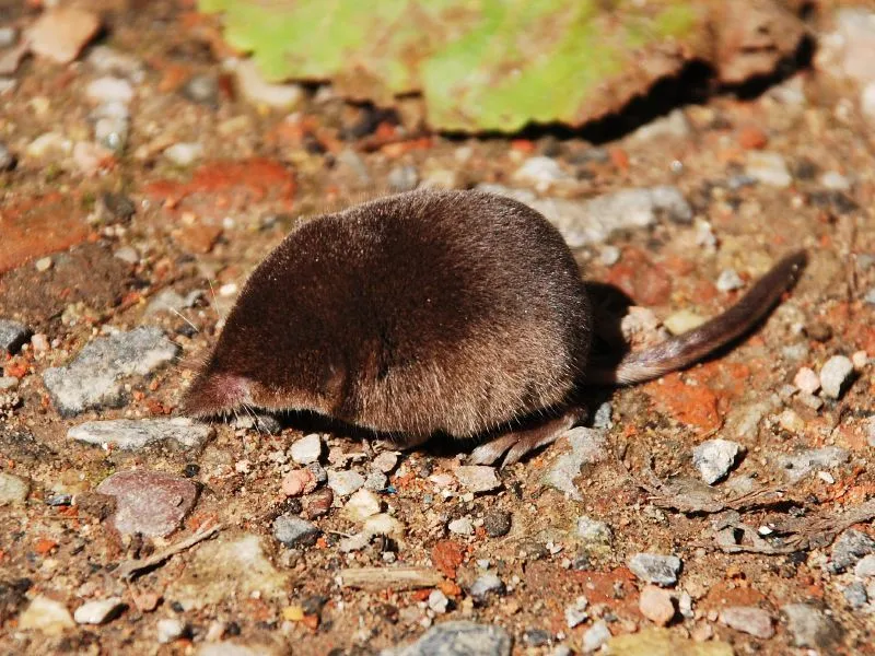 Zwergspitzmaus