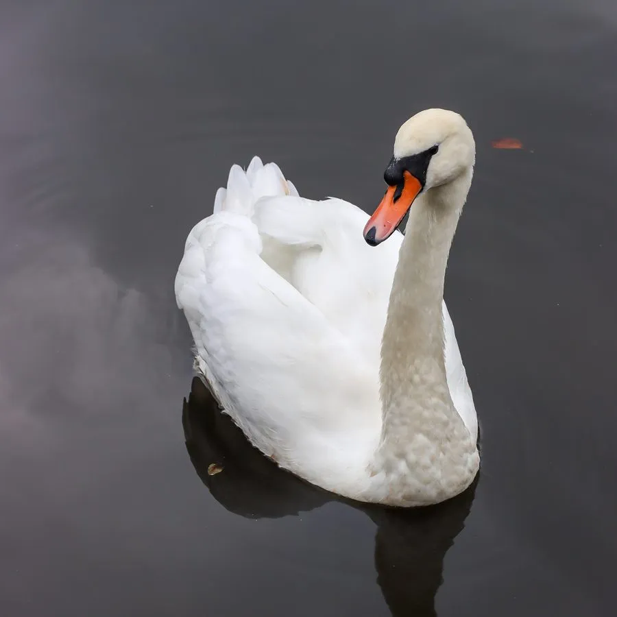 Höckerschwan