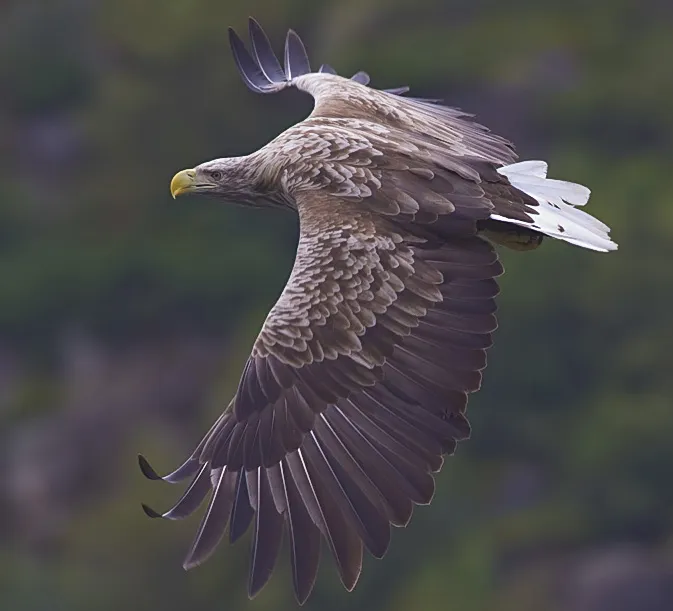 Ein Seeadler fliegt mit weit ausgebreiteten Flügeln.