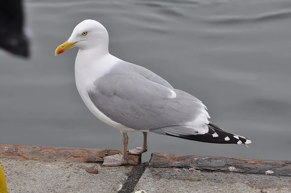 Silbermöwe