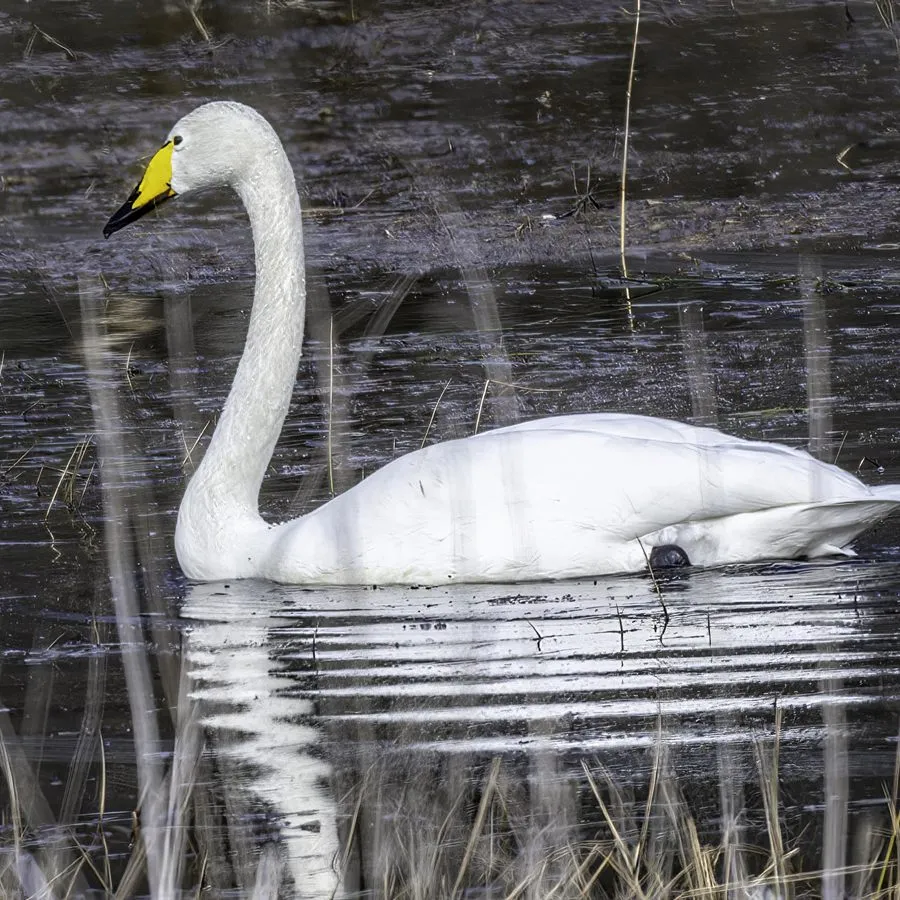 Singschwan